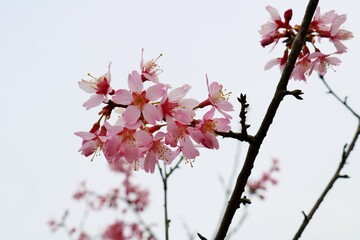 満開の桜　花　風景　春
