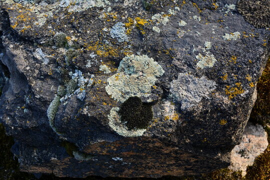 A large granite stone covered with mosses and lichens.