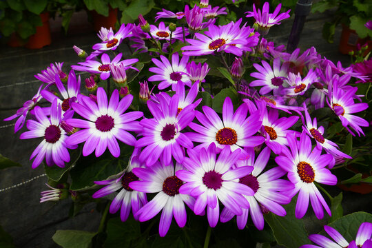 Aschenblume