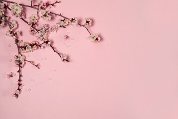 Flower arrangement. A border of spring branches of a blooming apricot on a pastel pink background. Top view. Free space.