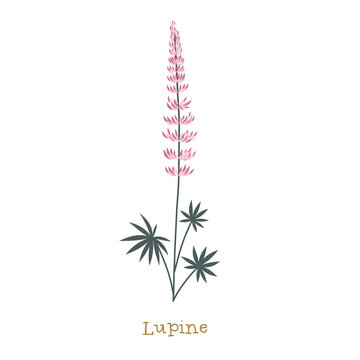 Lupine. Wild meadow flower clipart isolated on white background. Decorative botanical flat vector illustration.