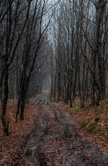Misty mysterious forest landscape in early spring. Nature of New England, USA