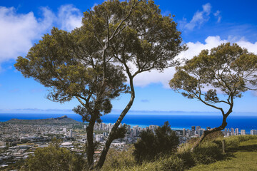 Obraz premium Tree at Tantalus Lookout Puu Ualakaa State Park Honolulu Oahu Hawaii 