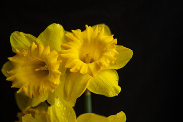 Yellow narcissus flower on black background. Yellow flower on black. Yellow flower macro view