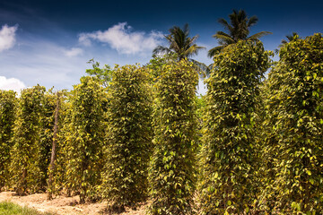 Obraz na płótnie Canvas Pepper plantation on the island of Phu Quoc, Vietnam, Asia