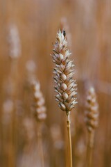 Naklejka premium Photo of wheat or corn in a field