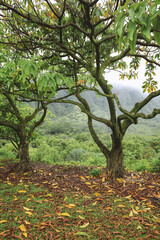 Tree at Hoomaluhia Botanical Garde  ,Oahu Hawaii