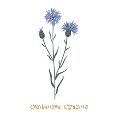 Cornflower. Wild meadow flower clipart isolated on white background. Decorative botanical flat vector illustration.