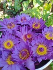 sri lankan blue water lily