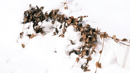 leaves in the snow