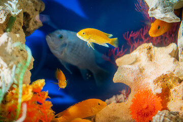 Golden bright aquarium fish swim against background of corals and algae