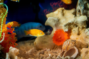 Fototapeta na wymiar Golden bright aquarium fish swim against background of corals and algae