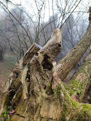 Tree Trunk in the Woods