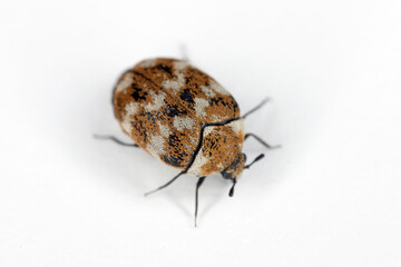 Varied carpet beetle Anthrenus verbasci home and storage pest. The larva of this beetle is a pest...