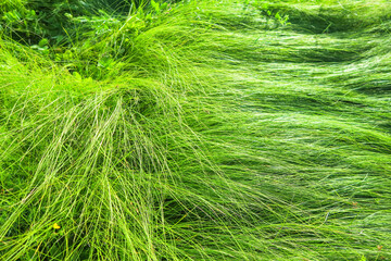 Long stalks of fresh grass lie on the ground, blown down by the wind. The texture of green crushed grass.