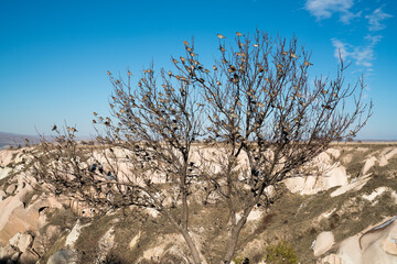 Famous birds and pigeons in the Uchisar Valley of Cappadocia, TURKEY