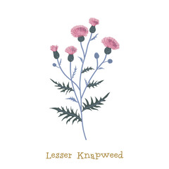 Lesser knapweed. Wild meadow flower clipart isolated on white background. Decorative botanical flat vector illustration.