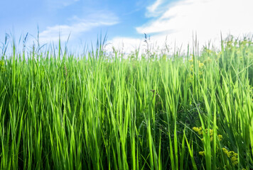 A lawn with green grass all the way to the horizon. Horizontal landscape of a flat field with fresh spring grass.