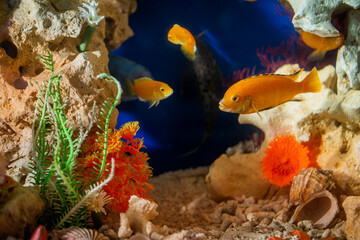 Plakat Golden bright aquarium fish swim against background of corals and algae