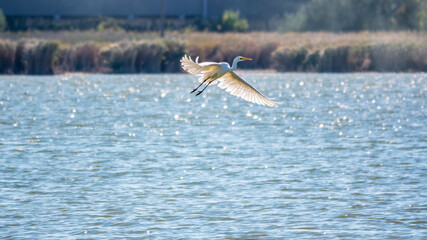 The flight of the little egret.