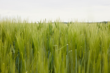 green wheat in the field
