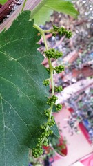 Grape plant leaf and very new fruit