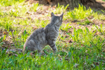 A beautiful fluffy gray cat sits on a green lawn in the sunset light