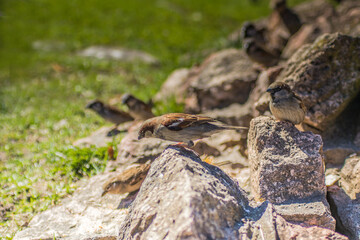 Sparrows on Rocks