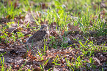 A fieldfare chick, Turdus pilaris, has left the nest and sitting on the spring lawn. A fieldfare chick sits on the ground and waits for food from its parents.