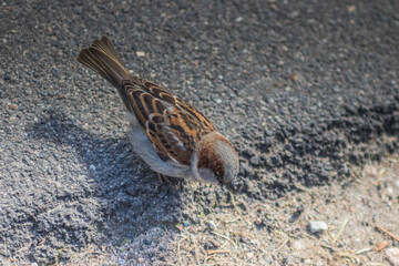 Sparrow on Asphalt background