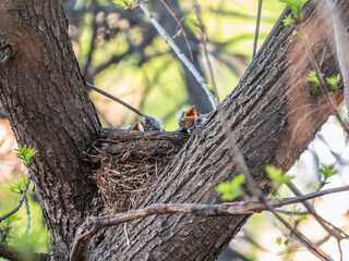 Chicks of Thrush fieldfare, Turdus pilaris, in a nest