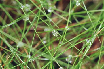 Closeup of water drops in the grass