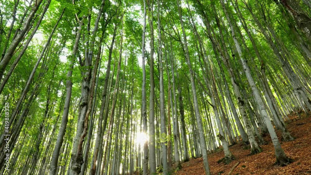 Fototapete Spring beech forest in rays of setting sun. Camera moves along trees with fresh green foliage. Spring came