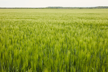 green wheat in the field