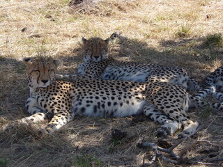 Duo di ghepardi che si rilassano all'ombra.