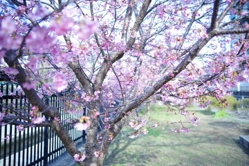 春　河津桜