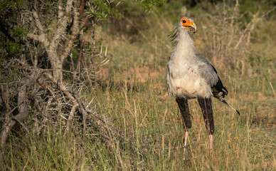 Secretary bird in the African bush hunting for snakes, but decided to play with some dung