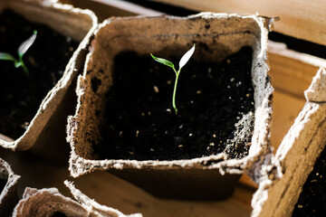 Close-up pepper seedlings in peat pots. Light rays fall on the pepper seedlings. gardening on a personal plot