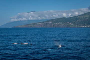 Dolphins off the island of pico und mount pico