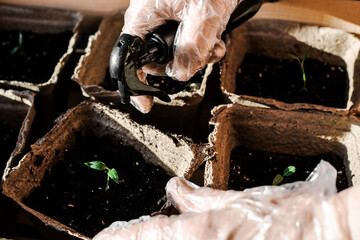 Close-up women's hands in work gloves. Pepper seedlings in peat pots. Flat lay top-down. gardening on a personal plot