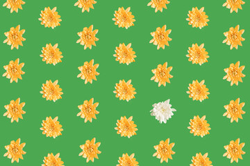 Pattern of spring pastel orange and white  flowers on green background. Minimal flatlay composition