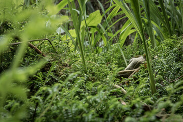 Green moss and fern texture