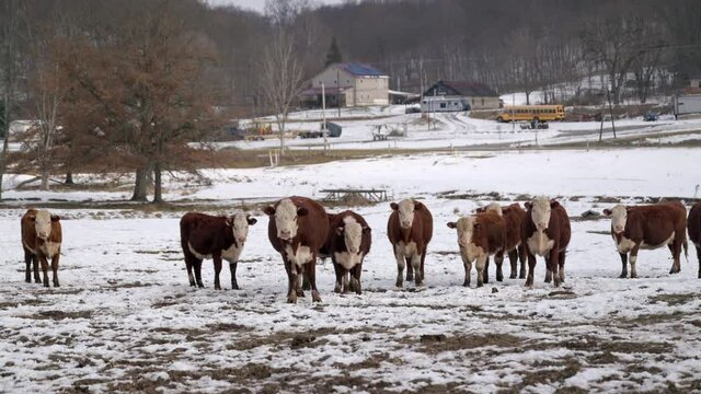 Herd of Hereford cattle looking directly at the camera. Snowy pasture in late winter or early spring located in Pennsylvania. Steady, tripod shot, high quality composition. Professionally shot.