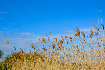 Tall dry grass with blue sky