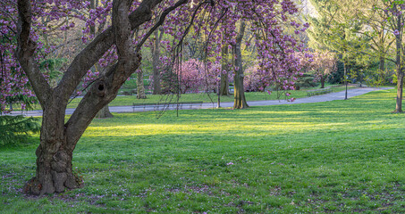 Central Park in spring