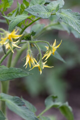 Tomato Plant Fowers Blooming. Spring in the Garden