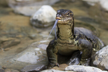 Monitoring lizard in the river with stones around and long forked tongue out of its mouth