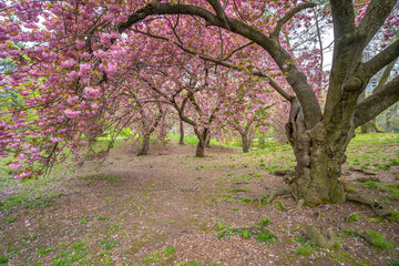 Central Park in spring