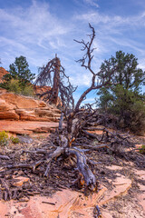 Zion National Park