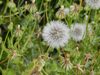 Dandelion fluff 